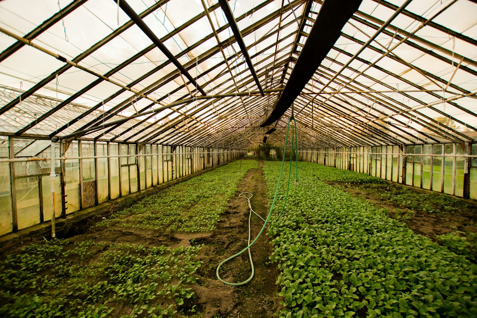 A row of commercial greenhouses spread across the property